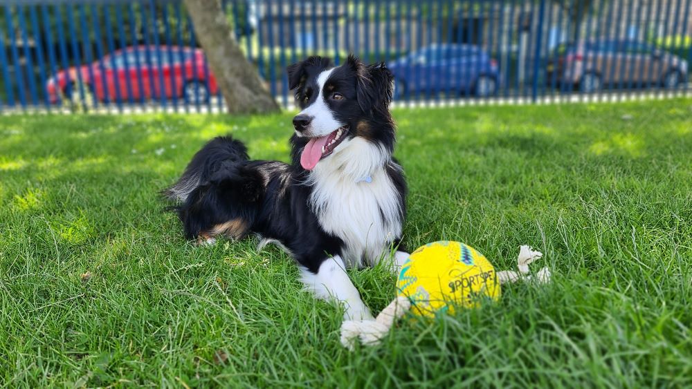 How We Naturally Treated Roundworm In Our Dog