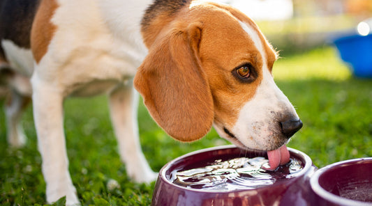 Dog Lungworm Symptoms - How To Protect Your Dog