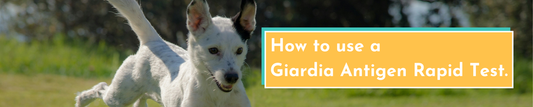 How to use a Giardia Antigen Rapid Test