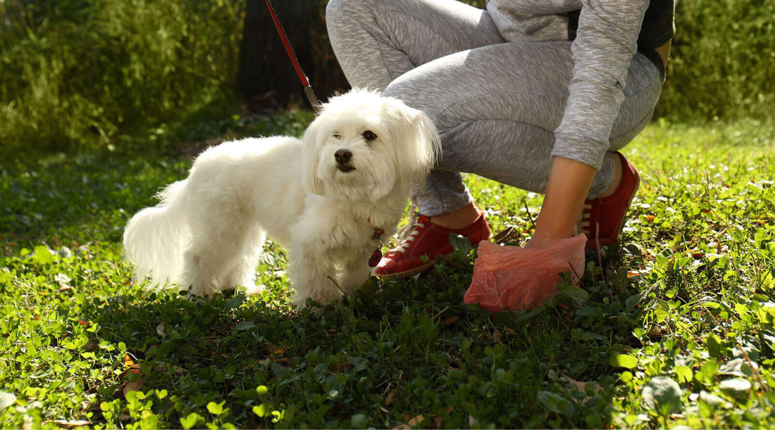 Dog worm count sample collection