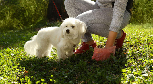 Dog worm count sample collection
