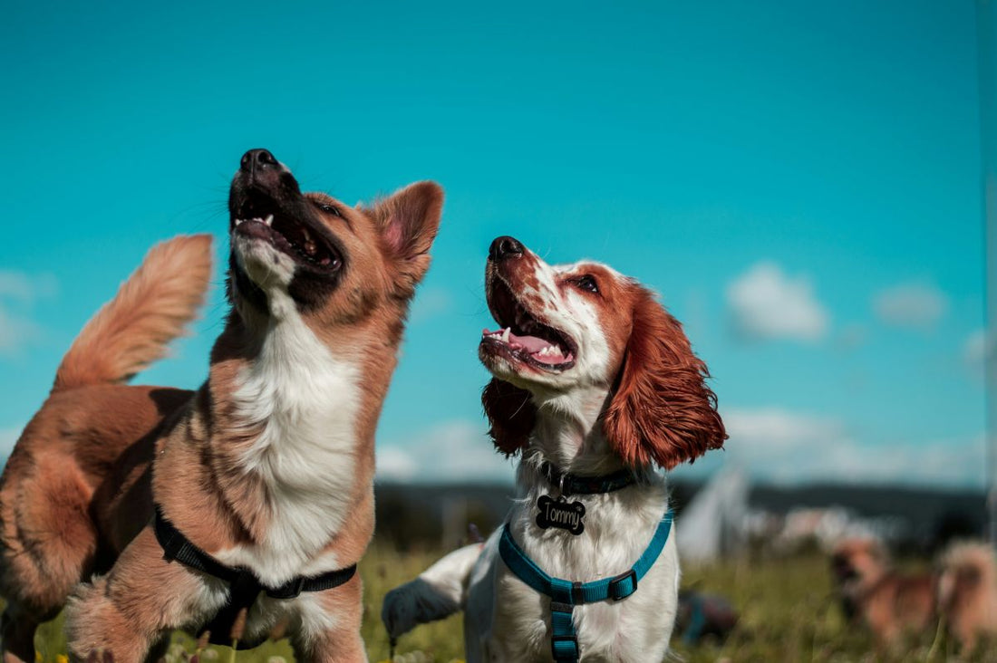 Does Spring and Summer Increase Your Dog's Risk of Getting Worms?