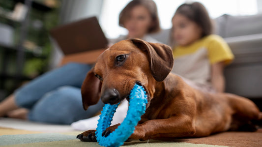 Dachshund playing with chew toy