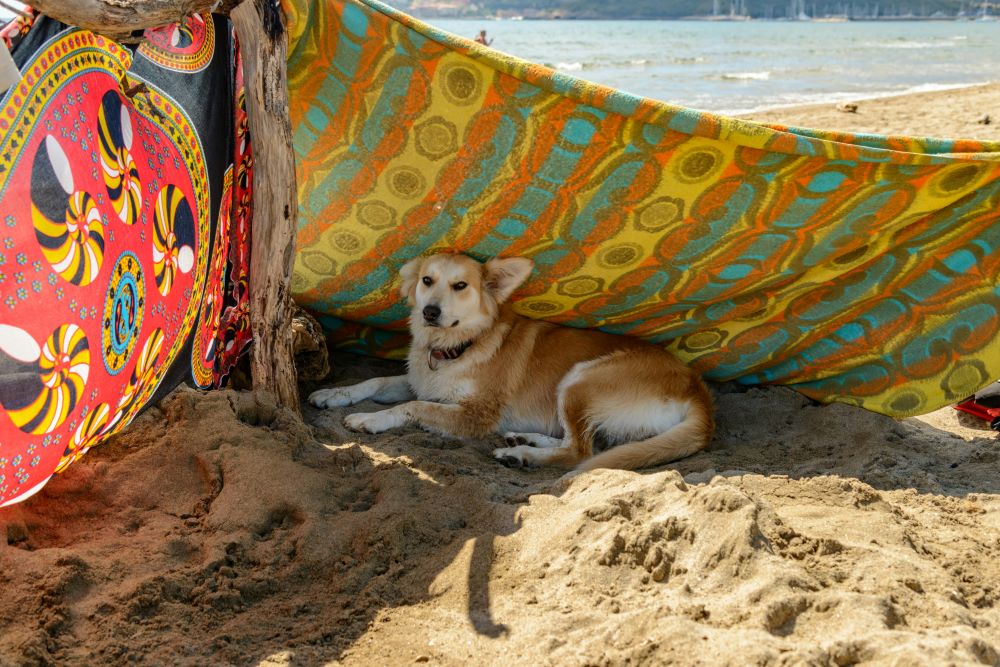 Hot Weather Tips: How To Keep Your Dog Safe and Cool This Summer