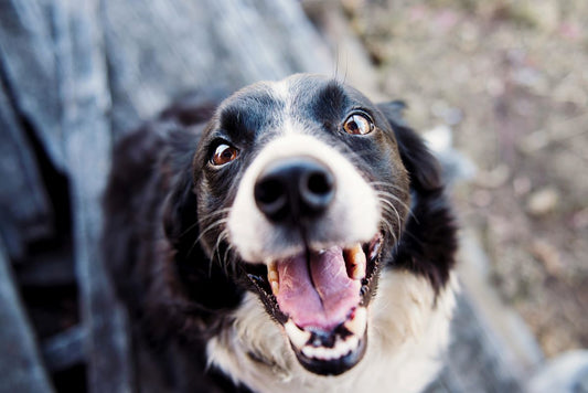 2 Of The Most Common Worms in Dogs and How They Get Them