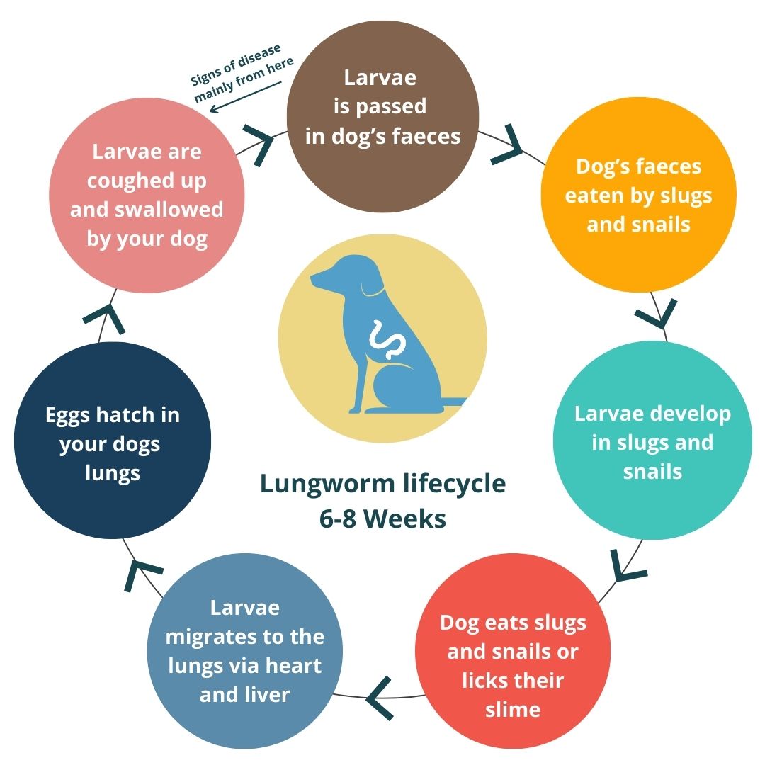 Lungworm screen