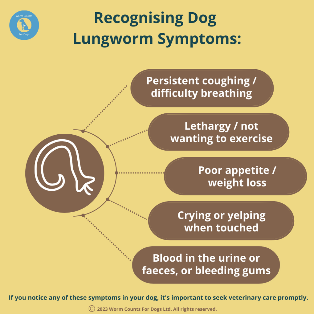 Lungworm treatment for dogs uk hot sale